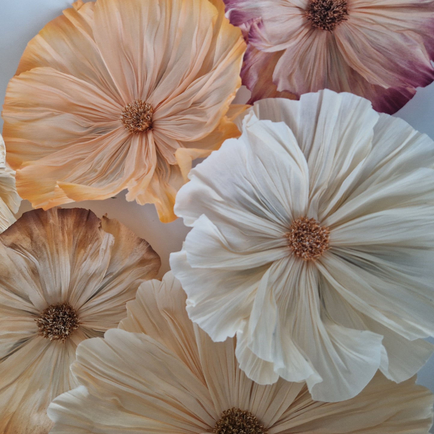 Vægblomst creme - mellem